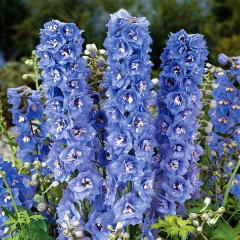 Unraveling the Mystery of Delphinium Magic Fountain Mid Blue Seeds